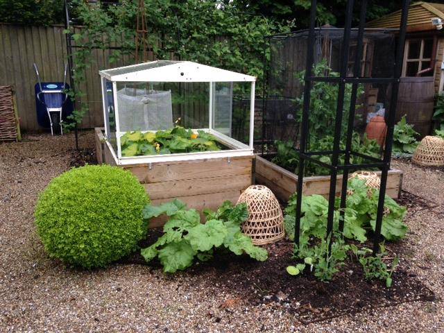 courgette cold frame